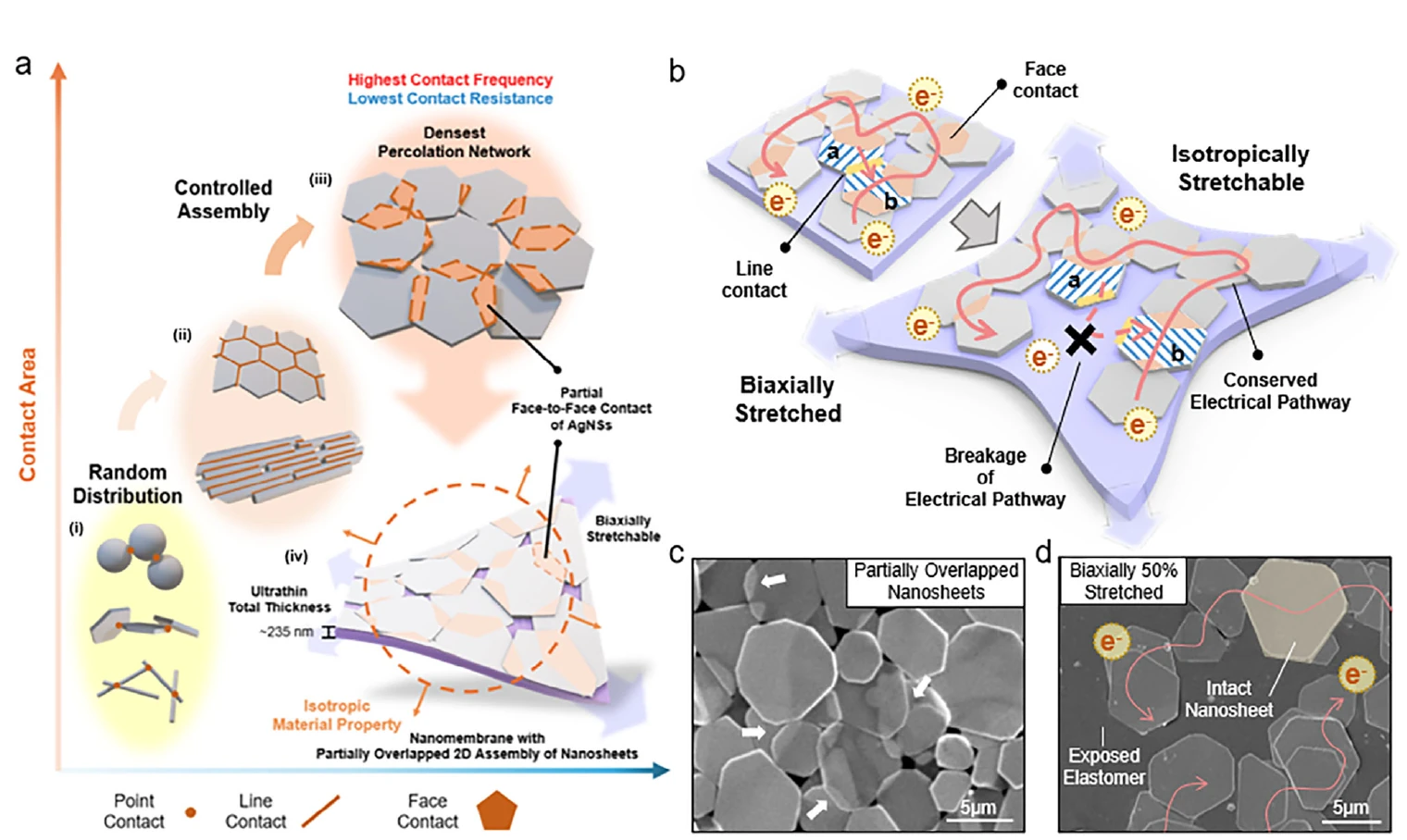Controlled partial-overlap assembly of silver nanosheets for an isotropic stretchable conductor